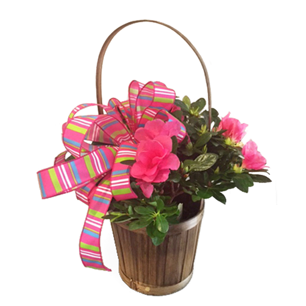 Basket Azalea