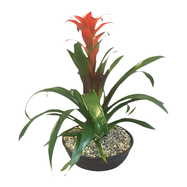 Bromeliad Scarlet Star