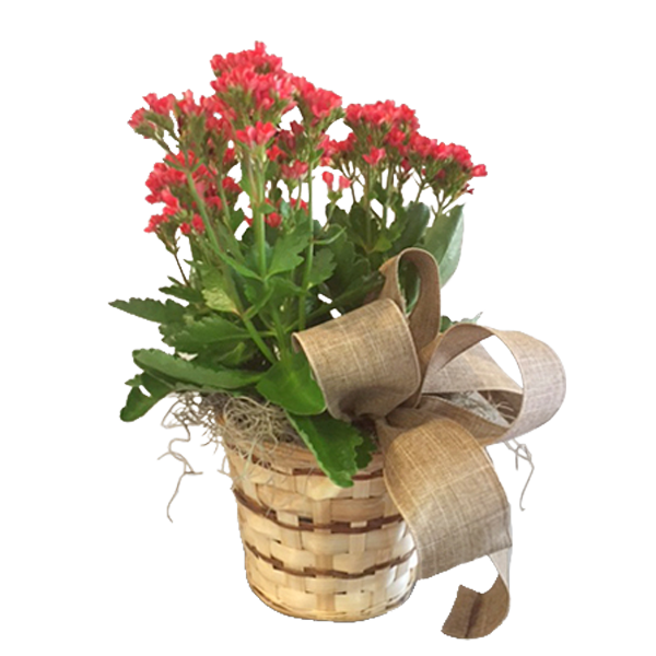 Kalanchoe in a Basket