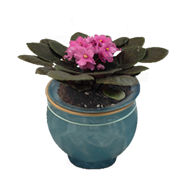 African Violet Plant