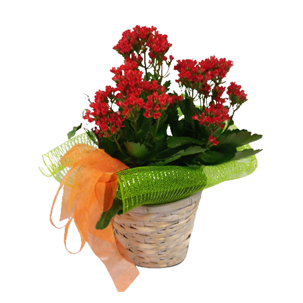 Kalanchoe Plant