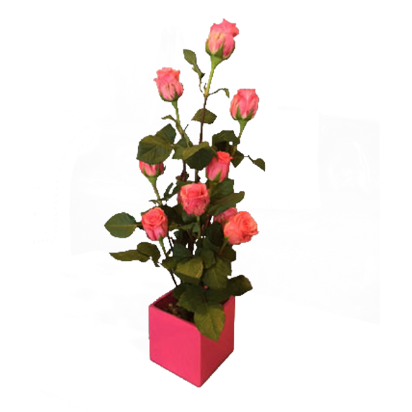 Roses With A Flair