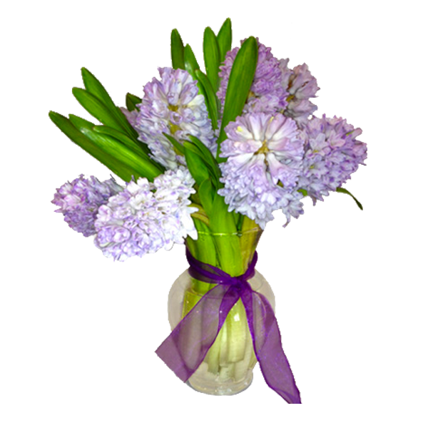 Hyacinths in Spring