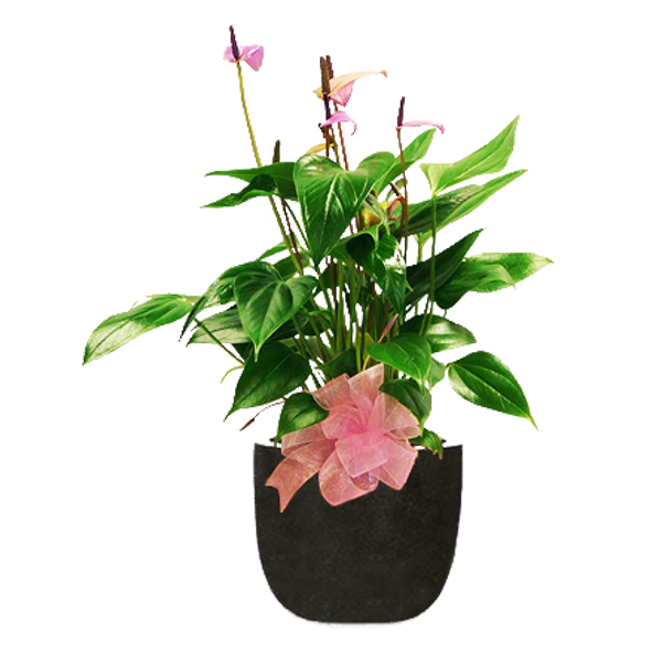 Pink Anthurium