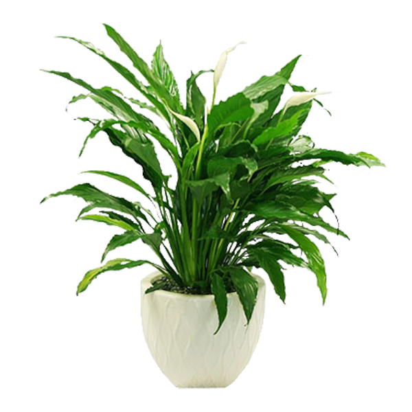 Blooming Spath