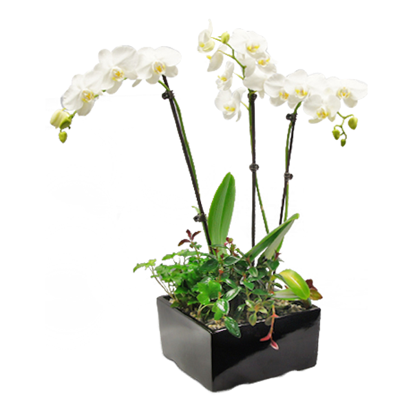 Classy Phalaenopsis