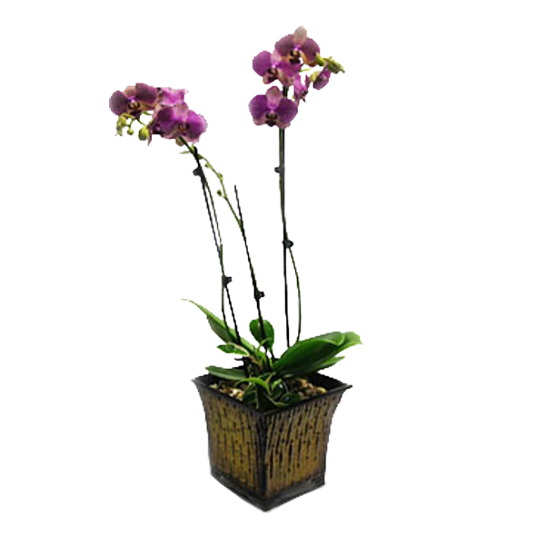 Majestic Orchid