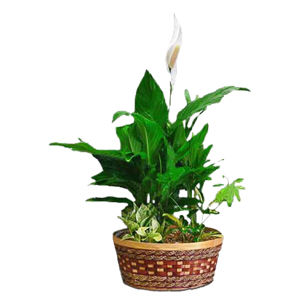 Peace Lily Plus