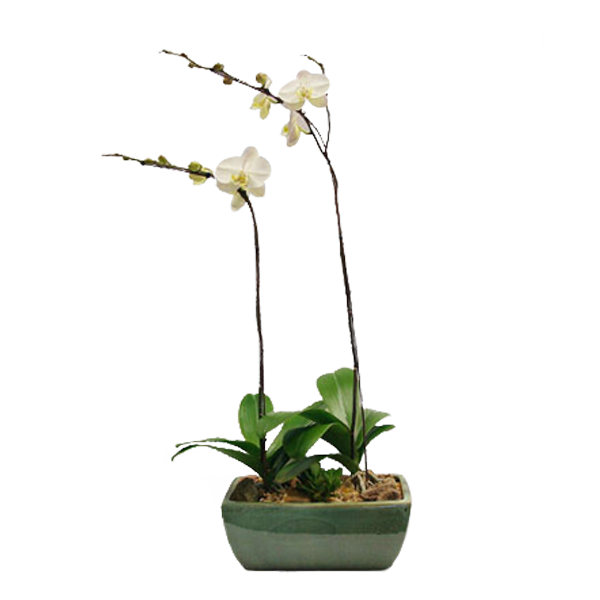 White Phalaenopis Orchid
