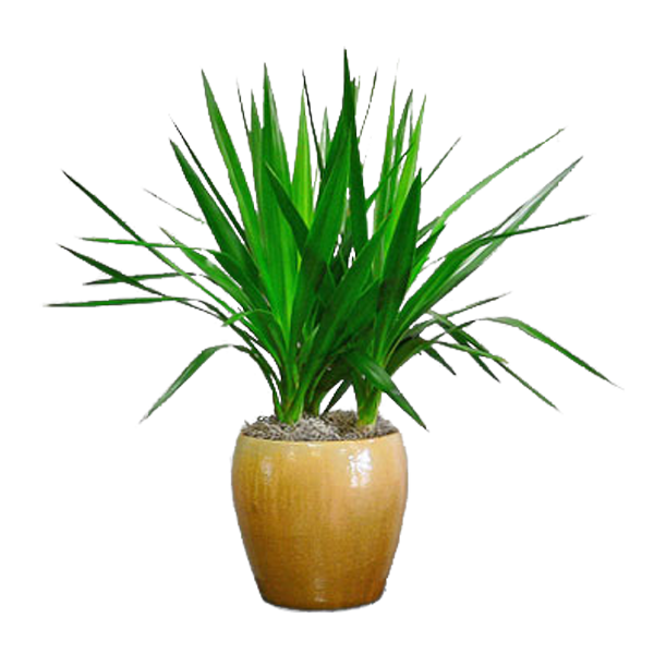 Dracaena
