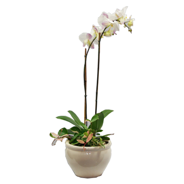 Orchid and Vine