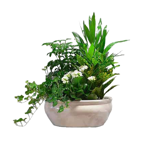 Sideview Garden