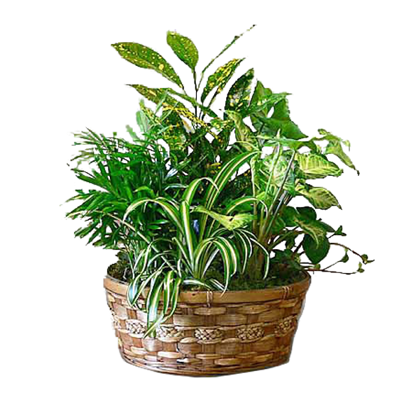 Basket of Greens