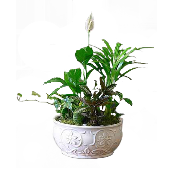 Decorative Dish