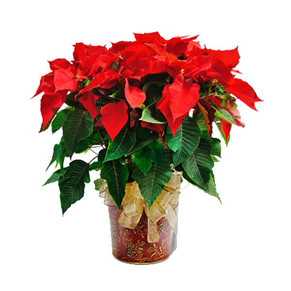 Poinsettia in Paisley