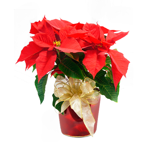 Poinsettia in Red