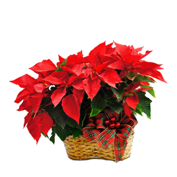 Double Poinsettia