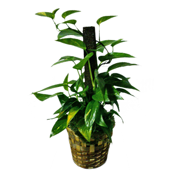 Pothos Pole