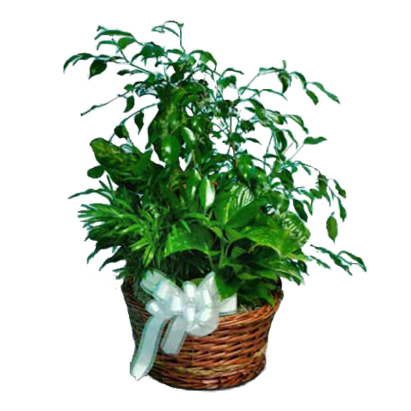 Basket Garden