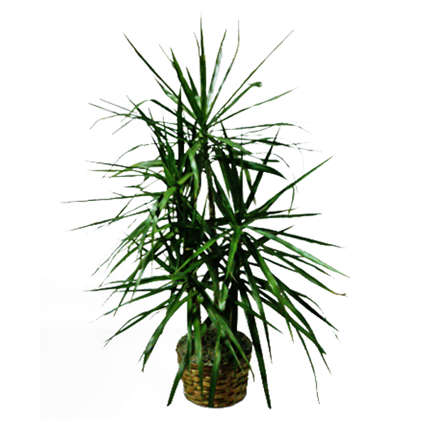 Marginata