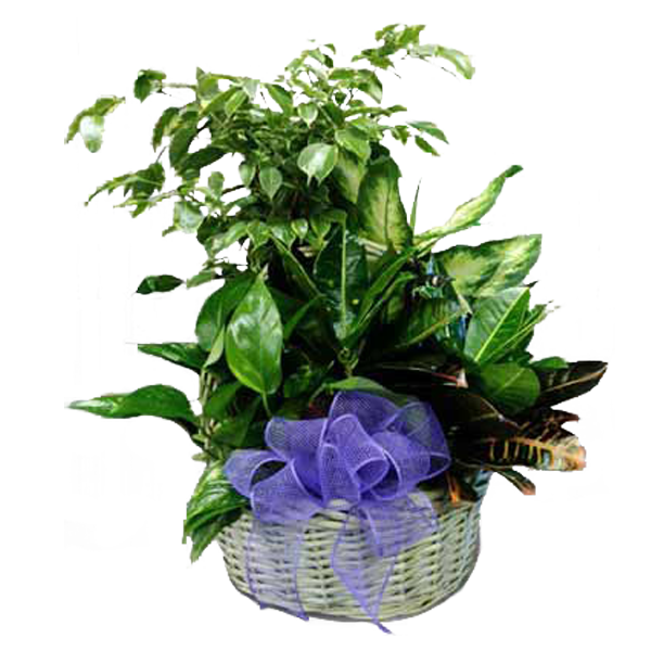 Garden With Purple Bow