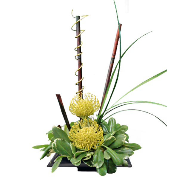 Pincushion Protea