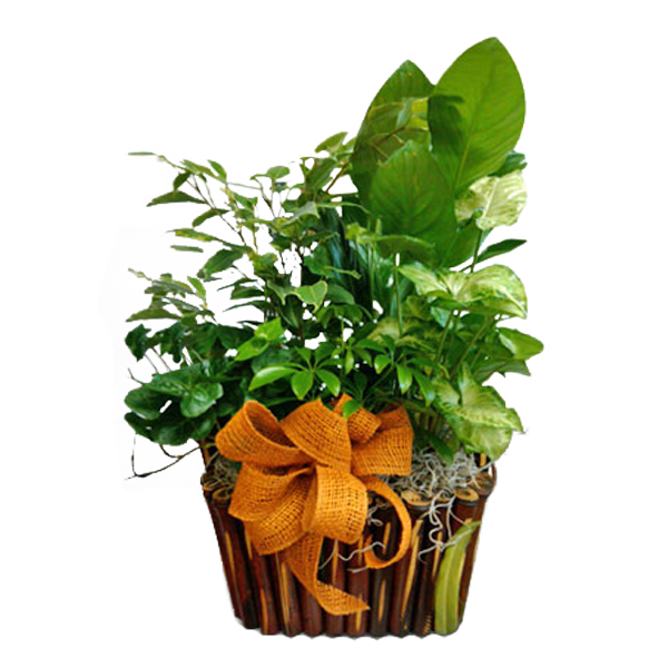 Garden Delight
