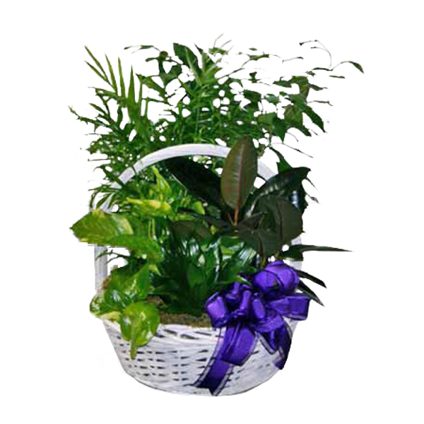Garden in White