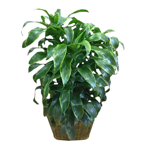Variegated Draceana