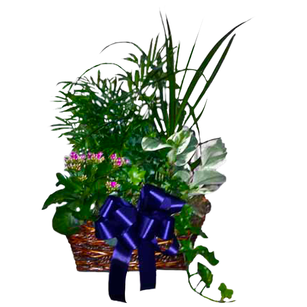 Kalanchoe Garden