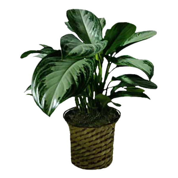 Chinese Evergreen