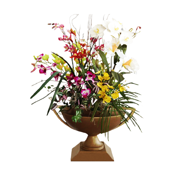 Orchids Galore