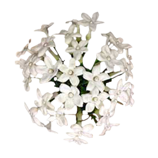 Dainty Stephanotis