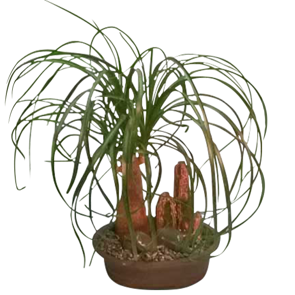 Ponytail Palm