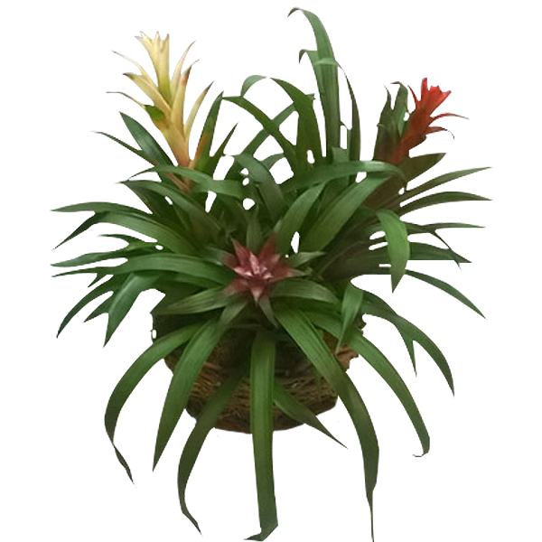 Bromeliad Trio