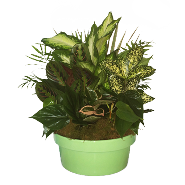 Garden of Greens