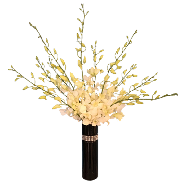 Dazzling Orchids