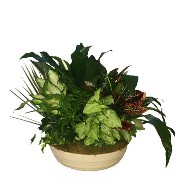 Giant American Dish Garden