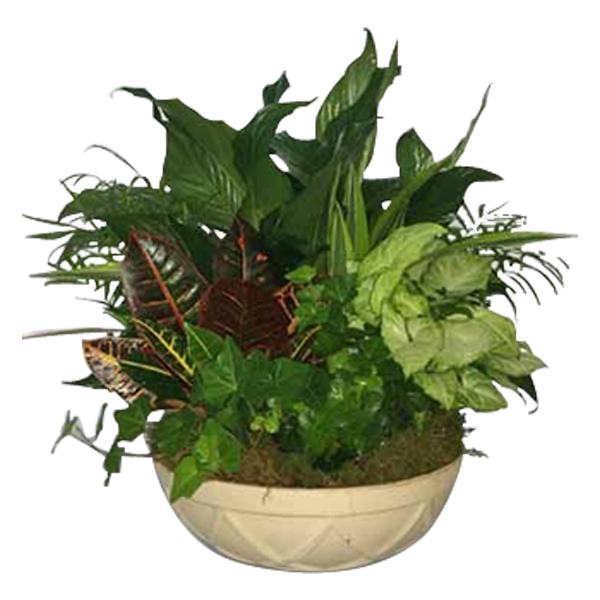 American Dish Garden