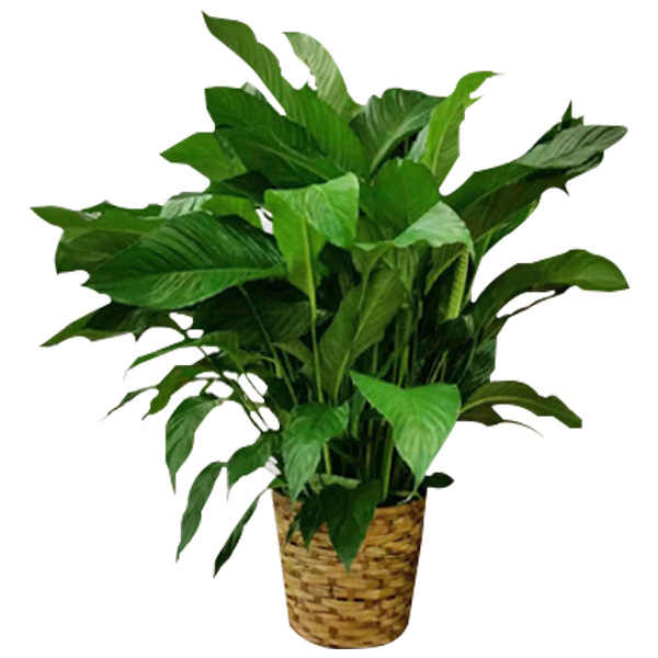 Peace Lily