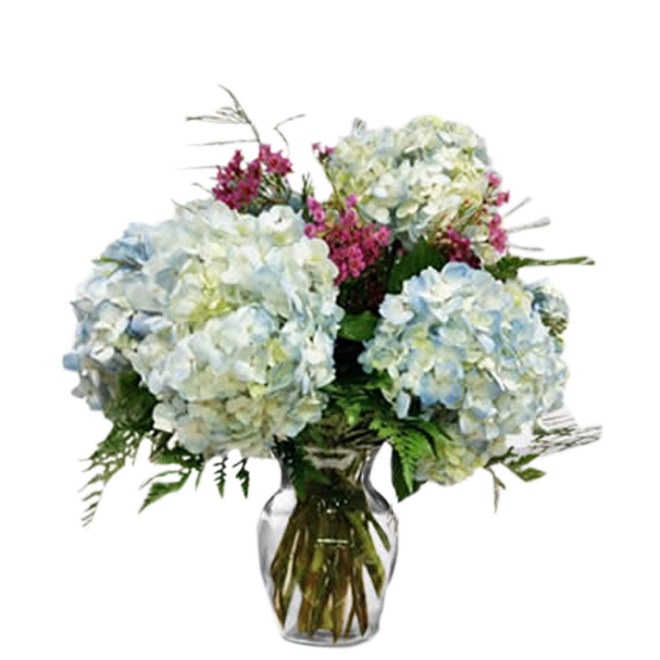 Hydrangeas Abound