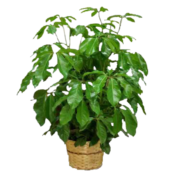 Schefflera