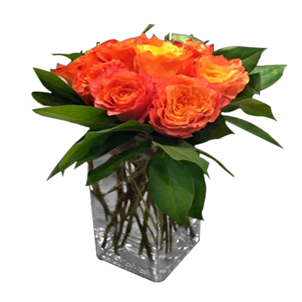 Orange Rose Delight