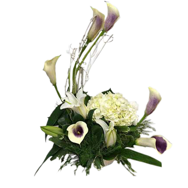 Crescent of Callas