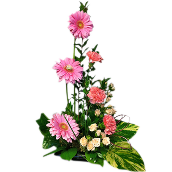 Hi-Style Pinks
