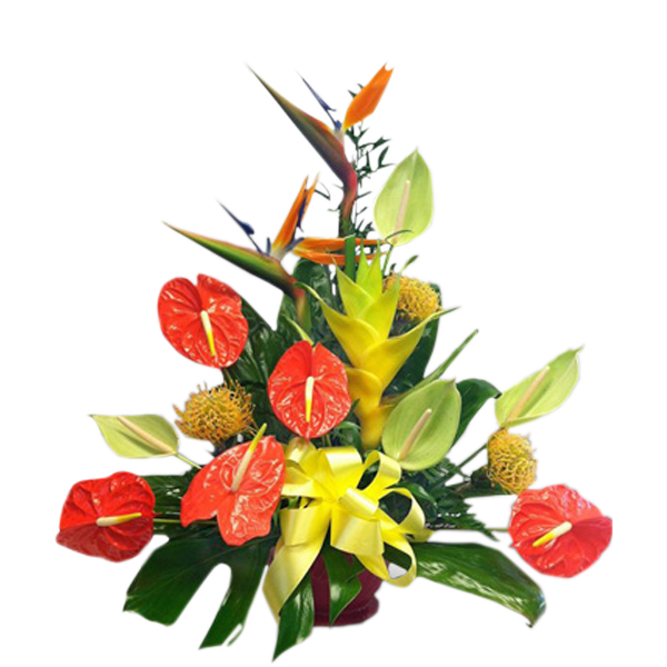 Bright Tropics