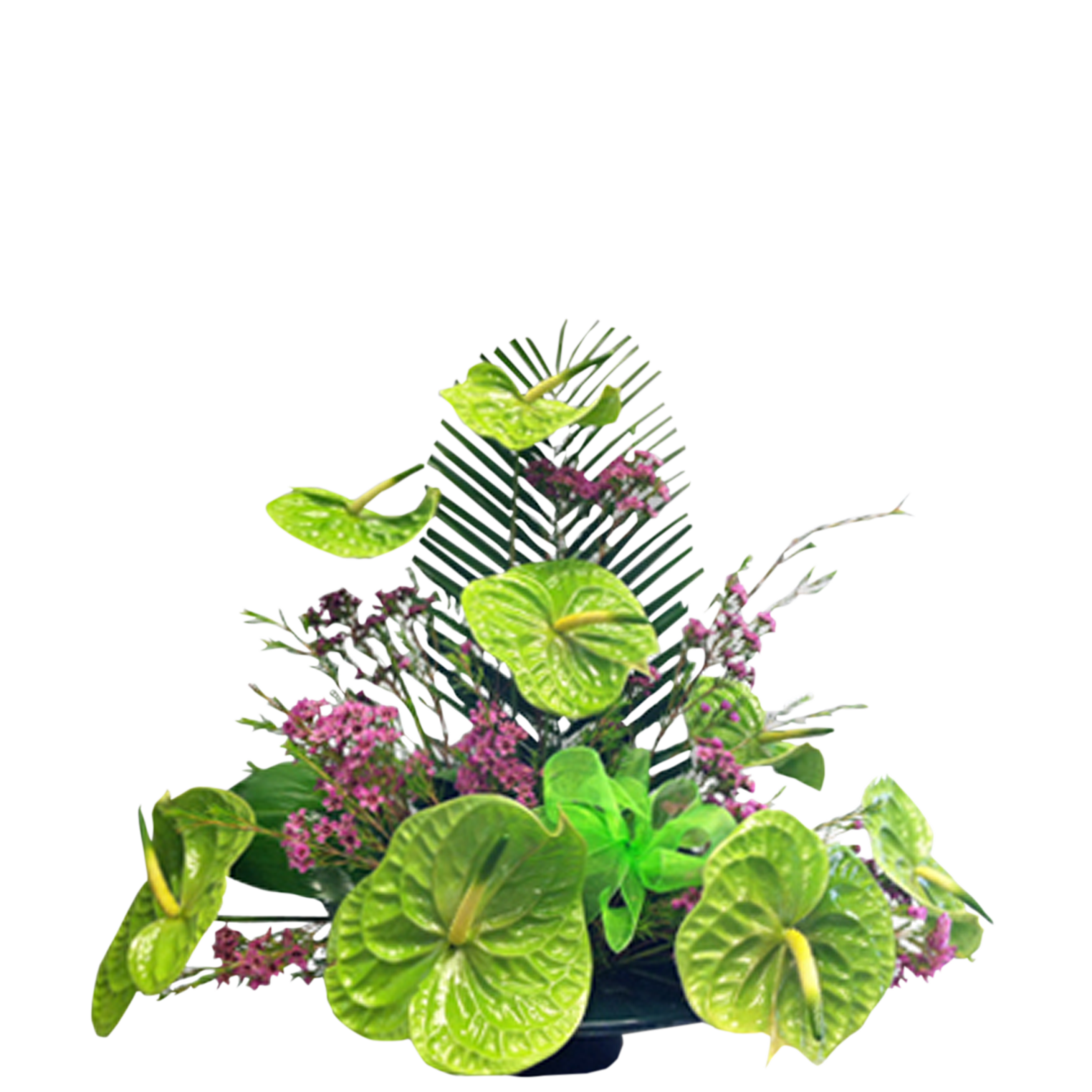Green Anthurium