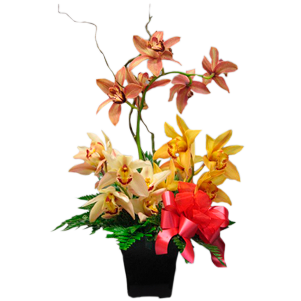 Cymbidium Arrangement