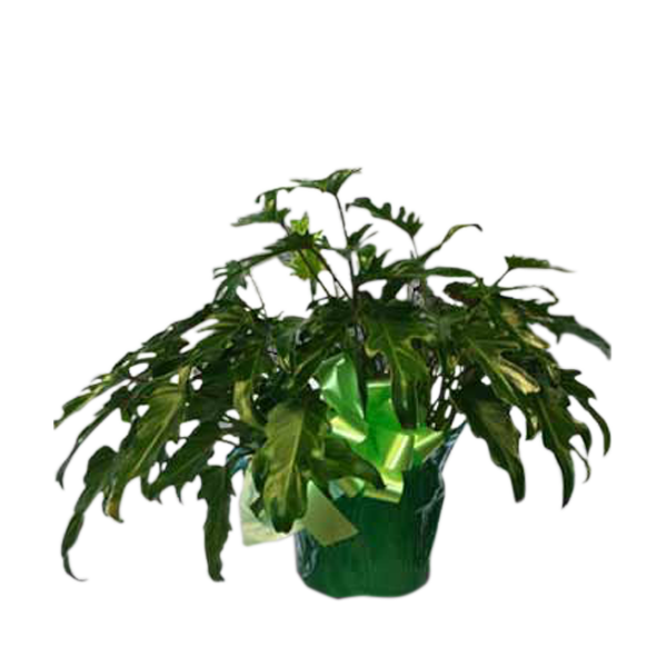 Fiddle-Leaf Philodendron