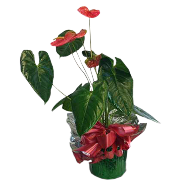 Gift Wrapped Anthurium